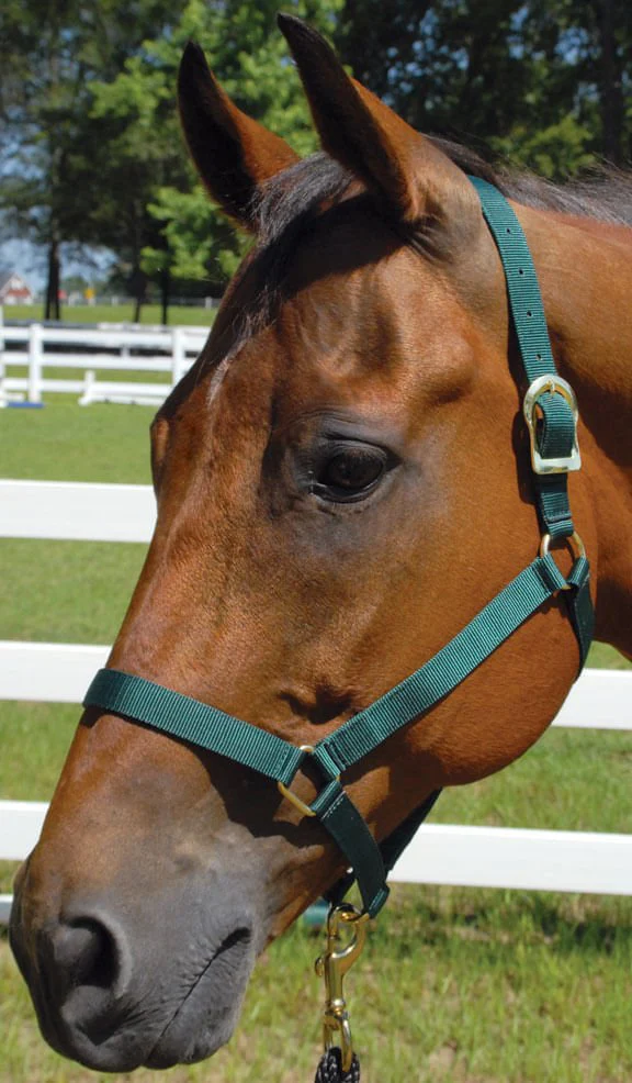 Jeffers Turnout Nylon Horse Halters, 2-Ply, 1" - Image 1