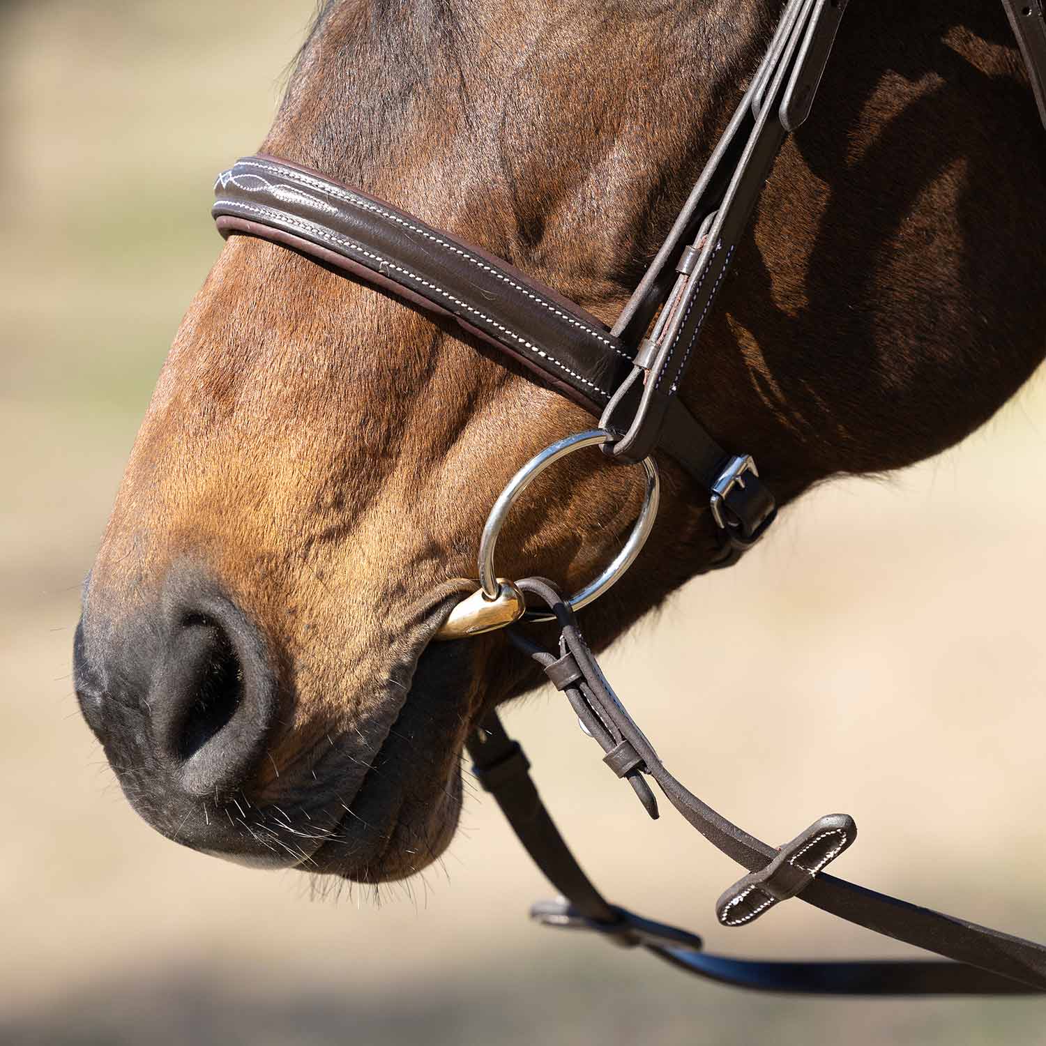 Jeffers Uniquely English "Hampton" Leather Hunter Bridle with Laced Reins for Horses - Image 2