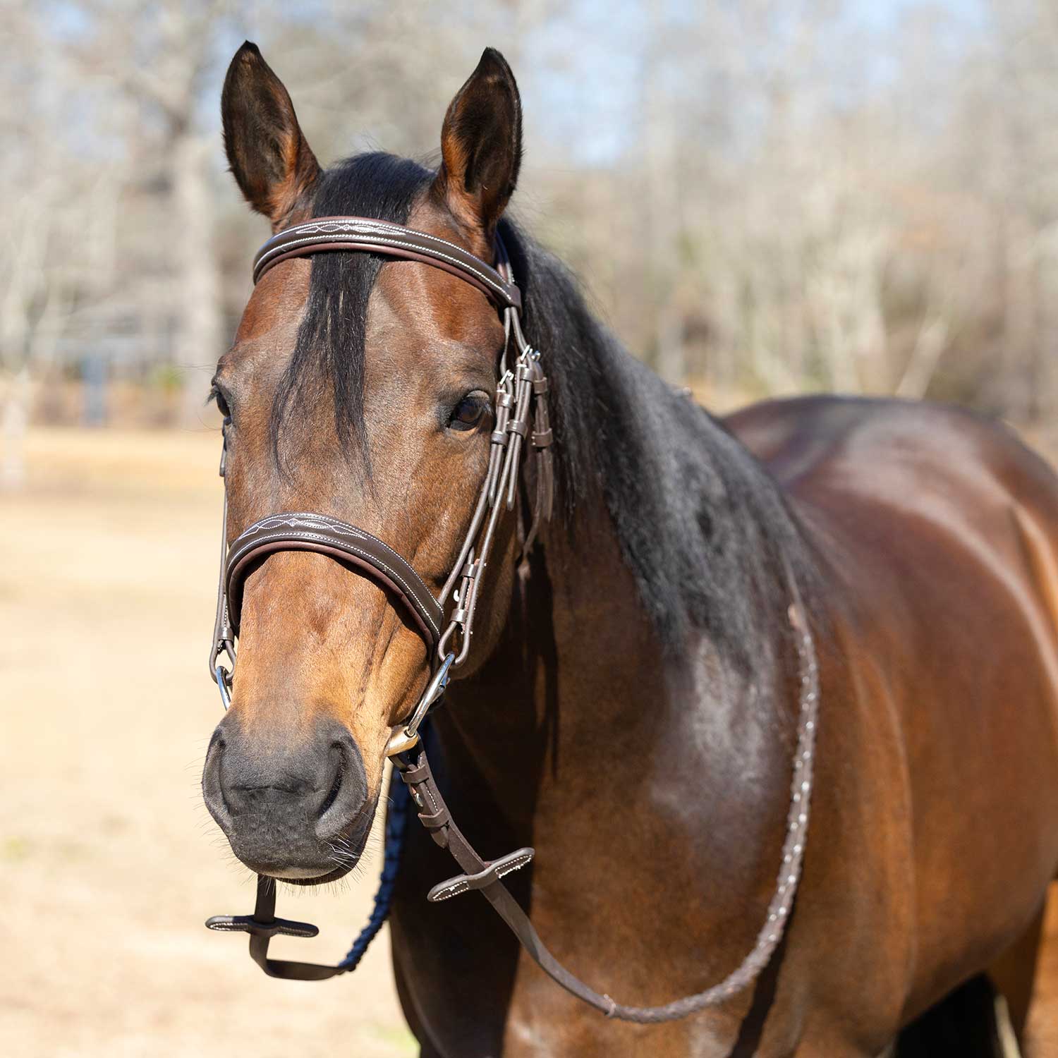 Jeffers Uniquely English “Hampton” Leather Hunter Bridle with Laced Reins for Horses