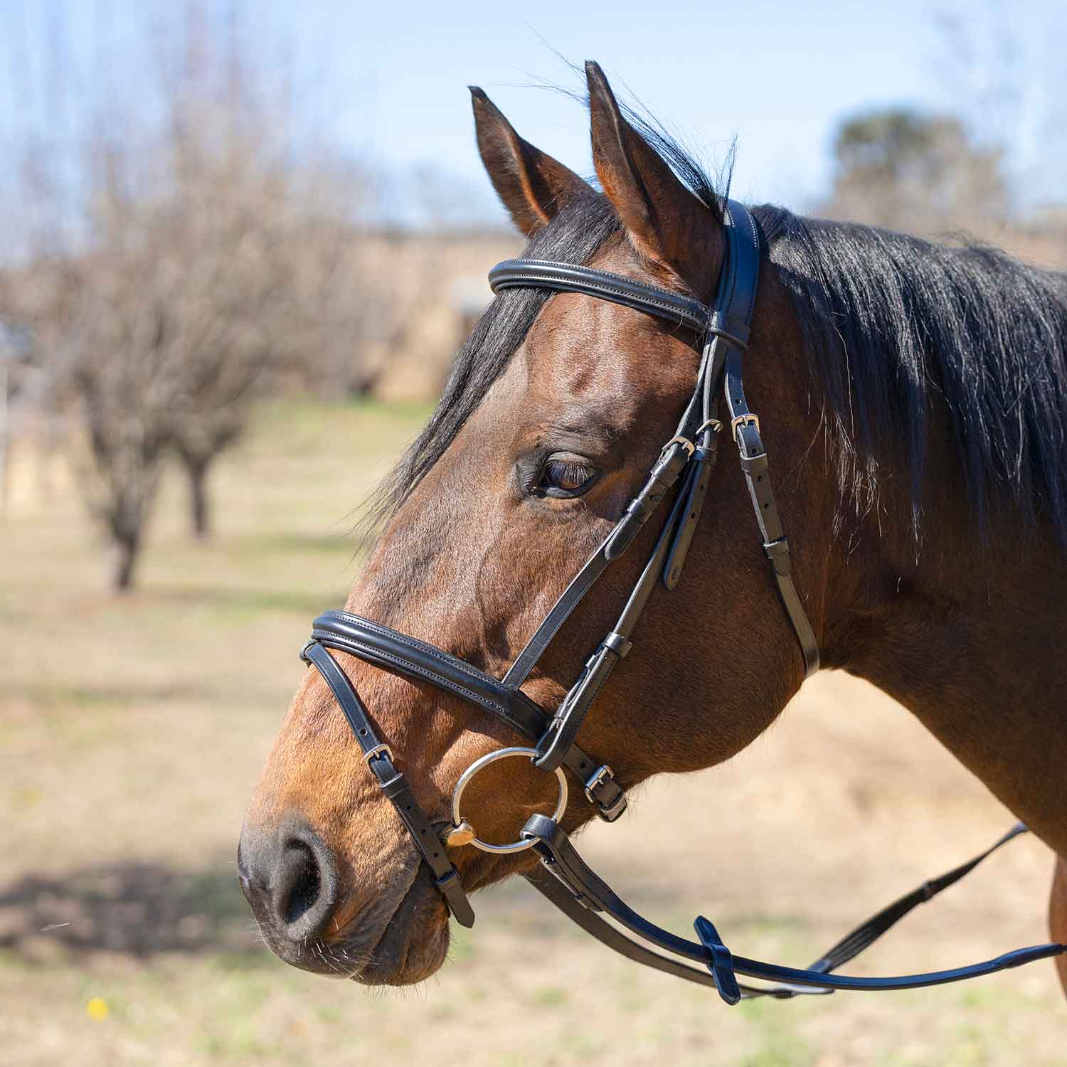 Jeffers Uniquely English "Windsor" Leather Dressage Bridle With Web Reins for Horses - Image 1
