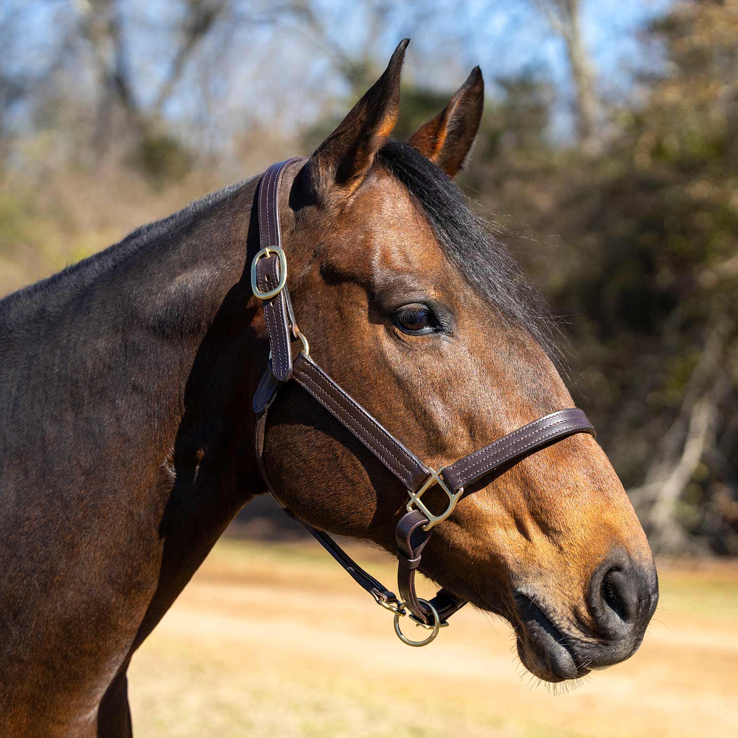 Jeffers Versailles Triple Stitched Adjustable Leather Halter for Horses, Havana - Image 3