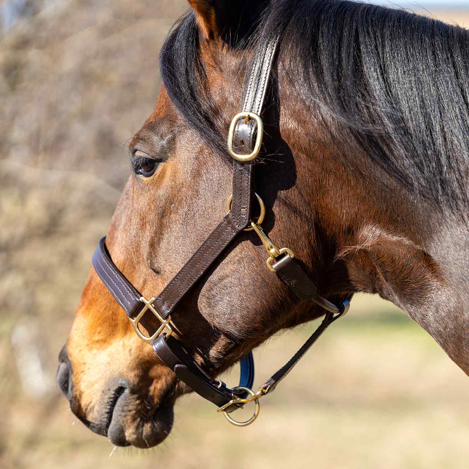 Jeffers Versailles Triple Stitched Adjustable Leather Halter for Horses, Havana - Image 2