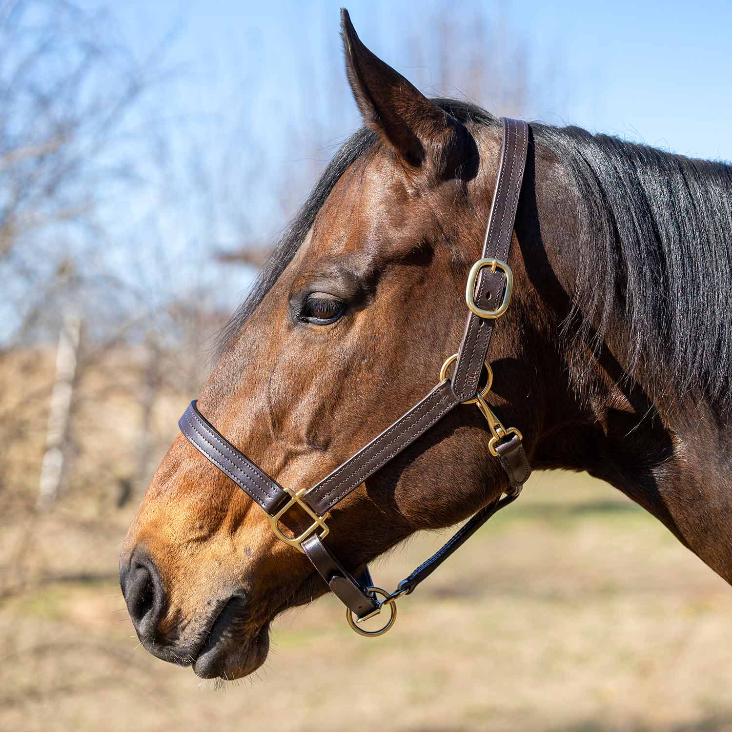 Jeffers Versailles Triple Stitched Adjustable Leather Halter for Horses, Havana - Image 1