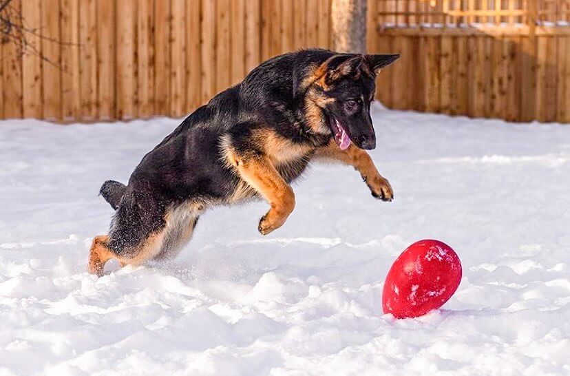 Jolly Egg Dog Toy - Durable, Interactive Chase & Floating Toy for Dogs - Image 3