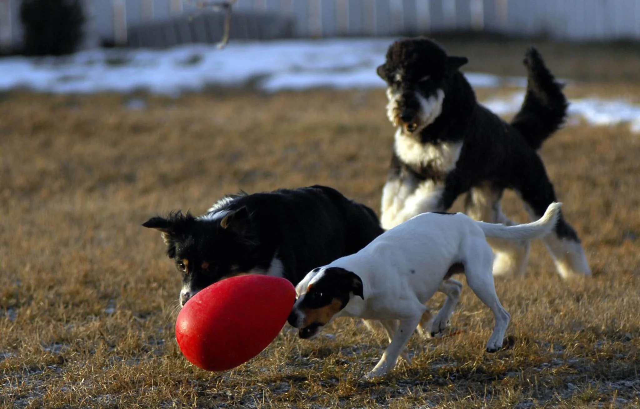 Jolly Egg Dog Toy - Durable, Interactive Chase & Floating Toy for Dogs - Image 2