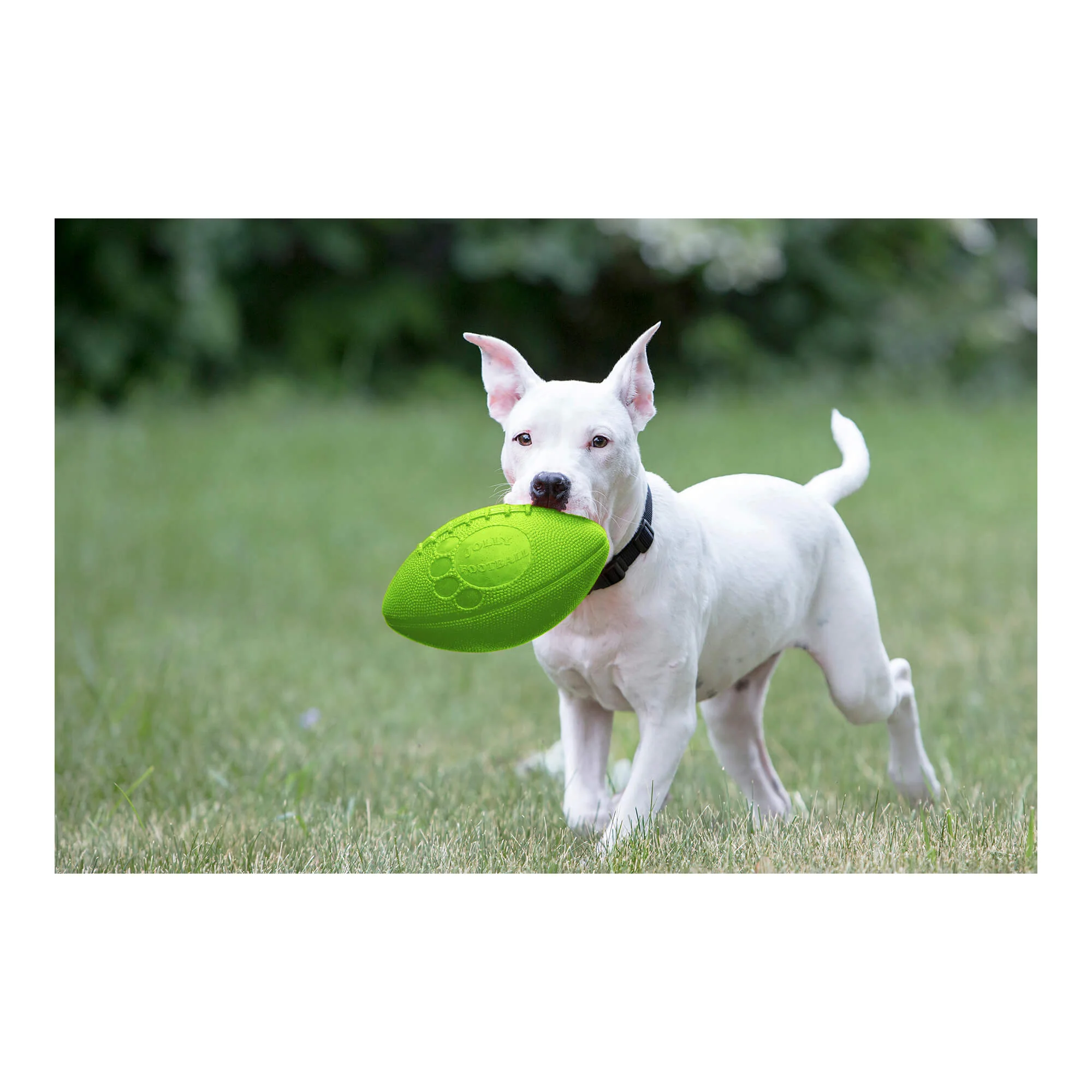 Jolly Football Dog Fetch Toy, 8" – Floats, Bounces & Retains Shape - Image 2