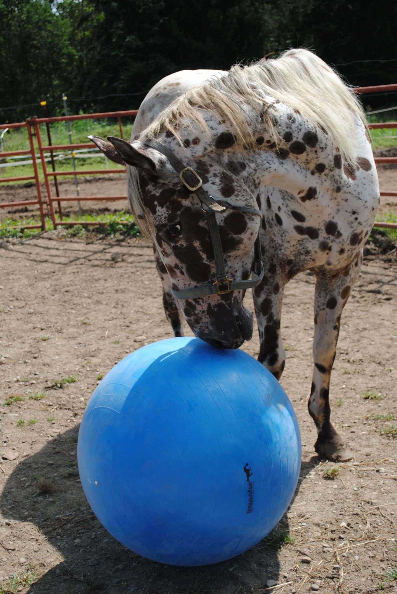 Jolly Mega Ball – Durable Anti-Burst Inflatable Horse Exercise & Enrichment Ball - Image 2