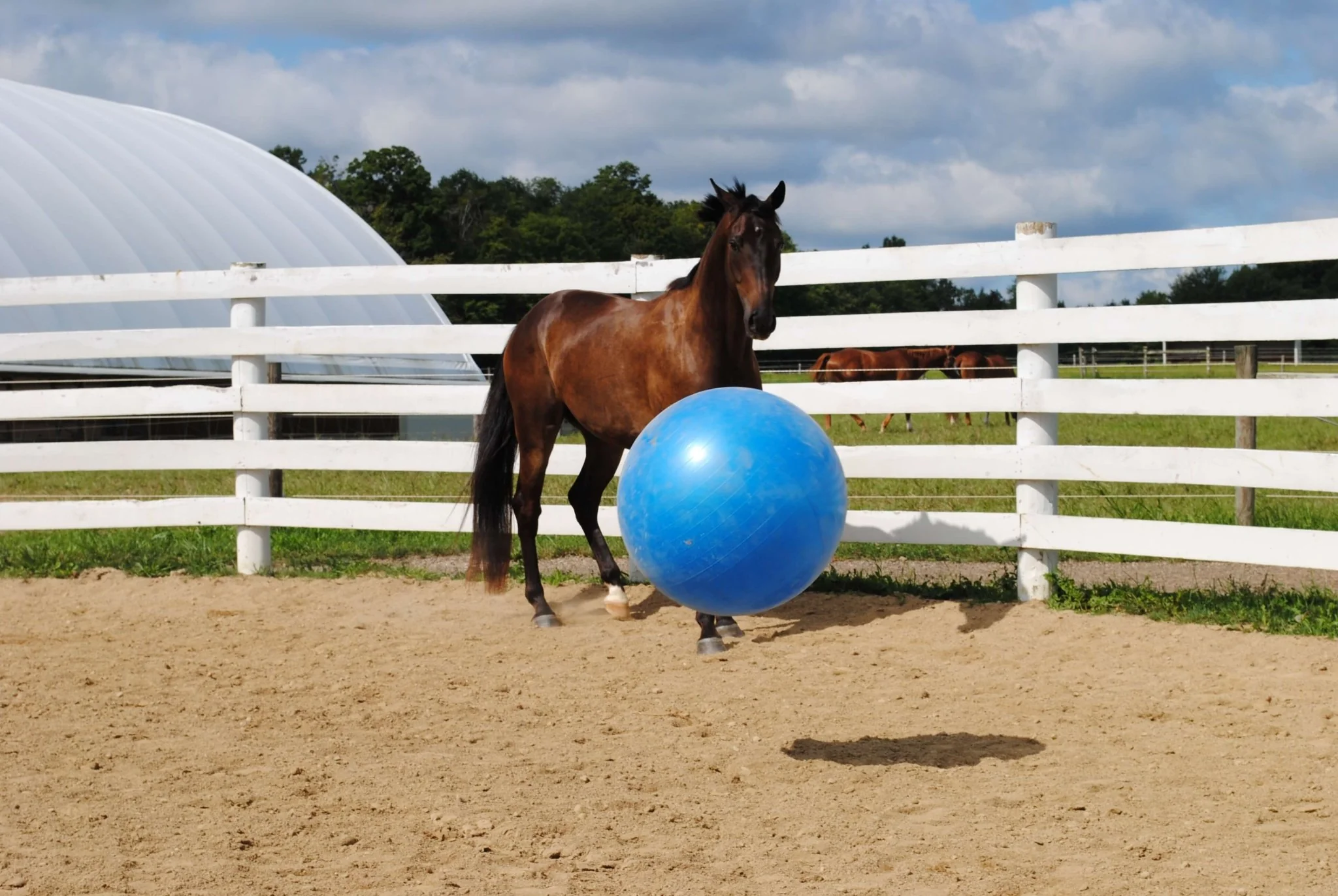 Jolly Mega Ball – Durable Anti-Burst Inflatable Horse Exercise & Enrichment Ball - Image 1
