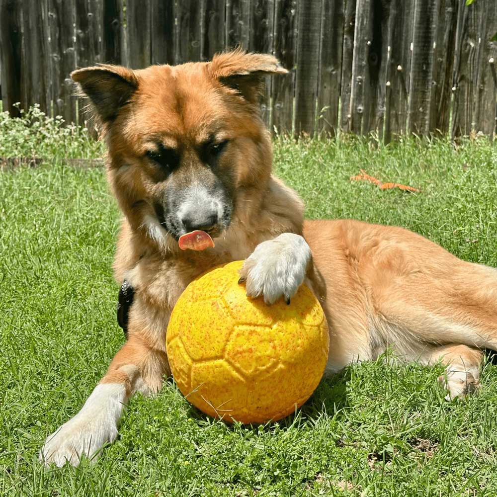 Jolly Soccer Ball for Dogs – Durable, Floating, Puncture-Resistant, Fetch Toy, Made in USA - Image 3