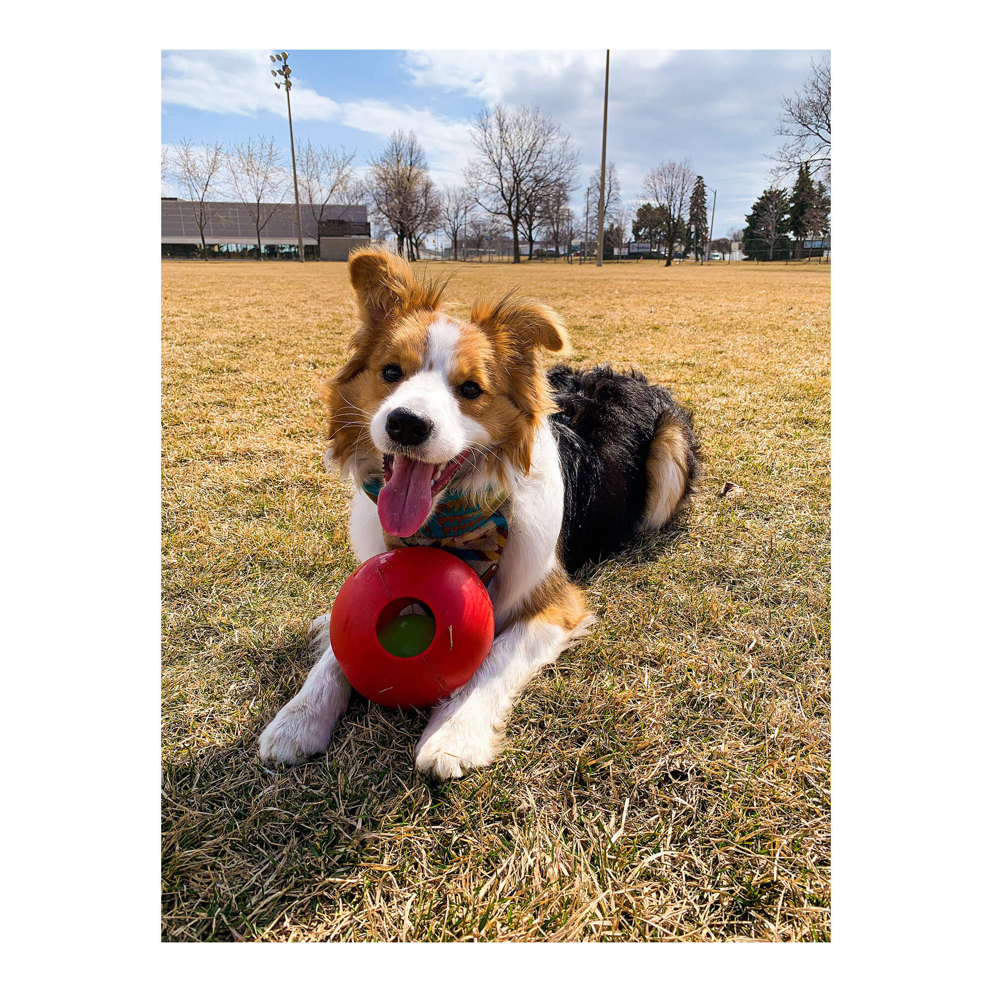 Jolly Teaser Ball Dog Toy – Interactive Ball-in-a-Ball, Floating, Durable Chase & Treat Toy - Image 2