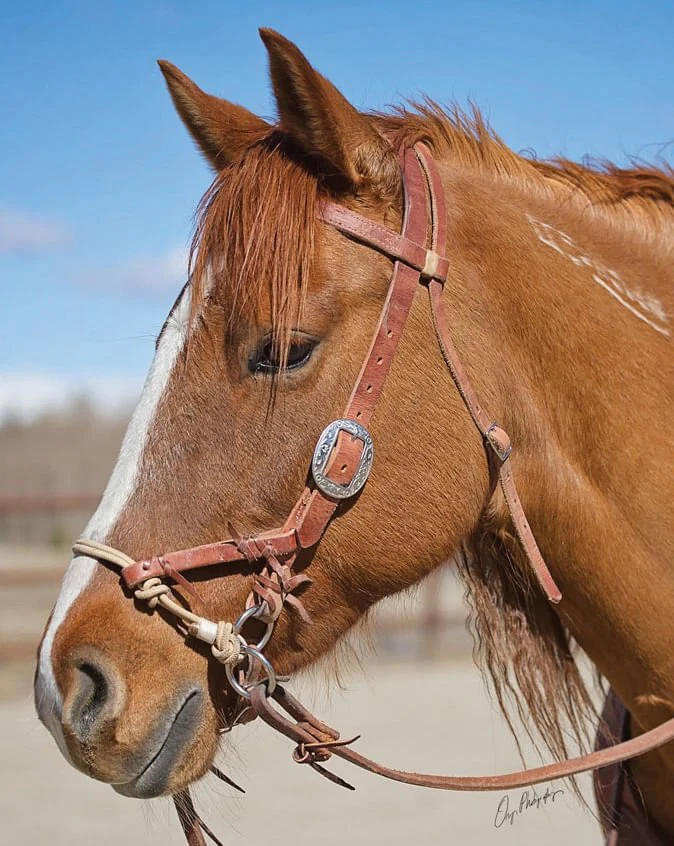 Justin Dunn Side Pull/Bitless Bridle - Image 2