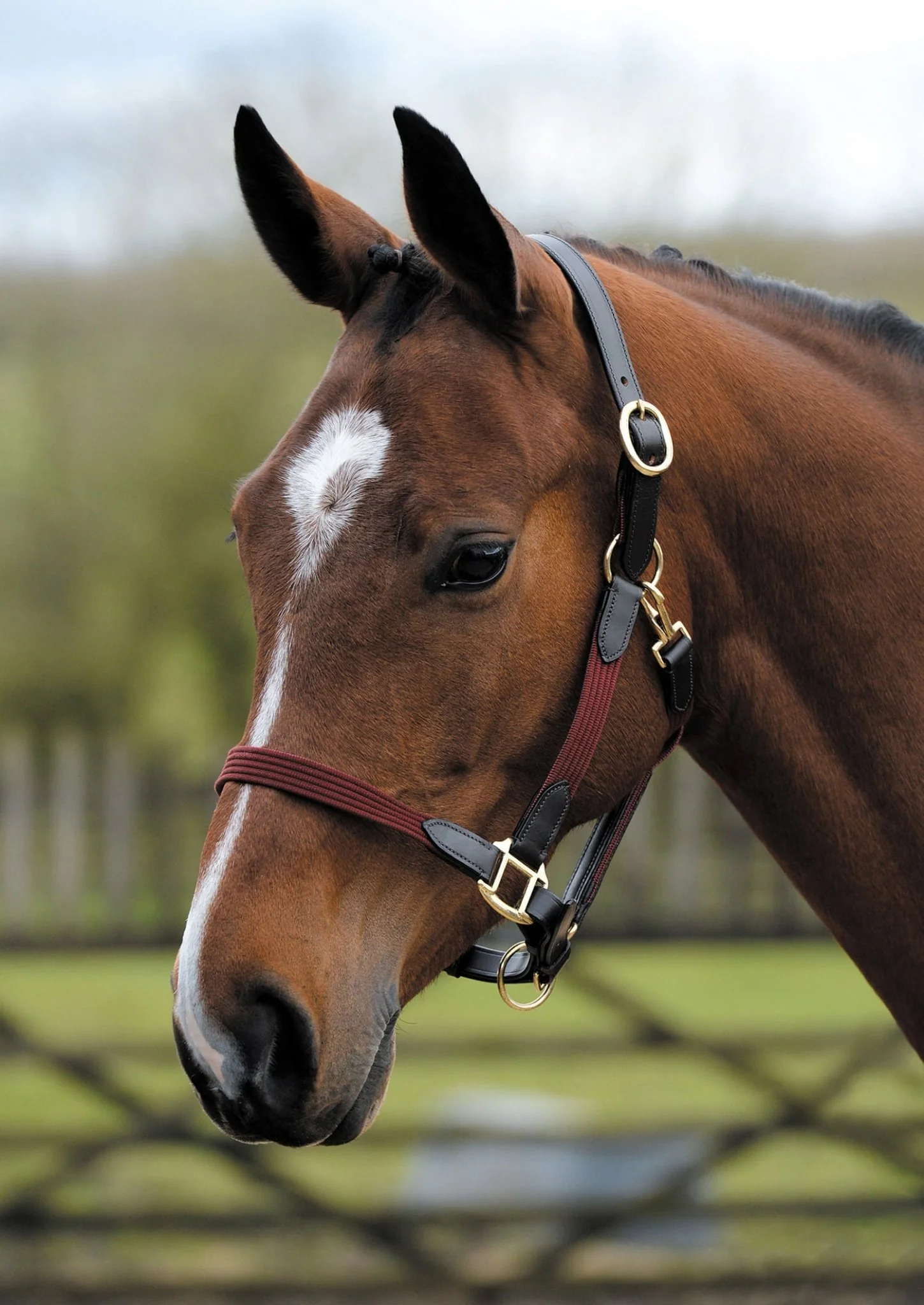 Kincade Leather & Web Halter – Adjustable, Durable Horse Halter with Snap Throat - Image 1