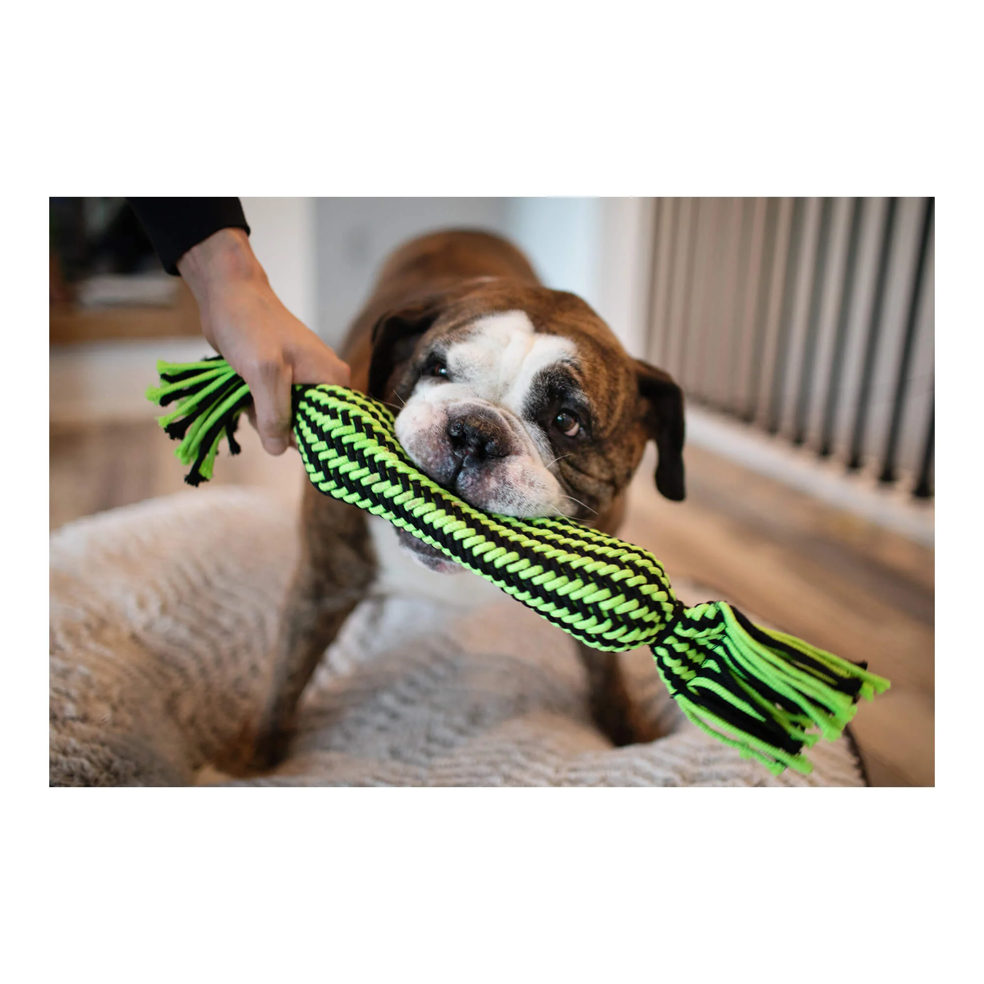 Knot-n-Chew Small/Medium, Tube Squeaker - Image 2