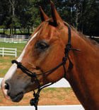 Knotted Poly Rope Training Halter - Image 2