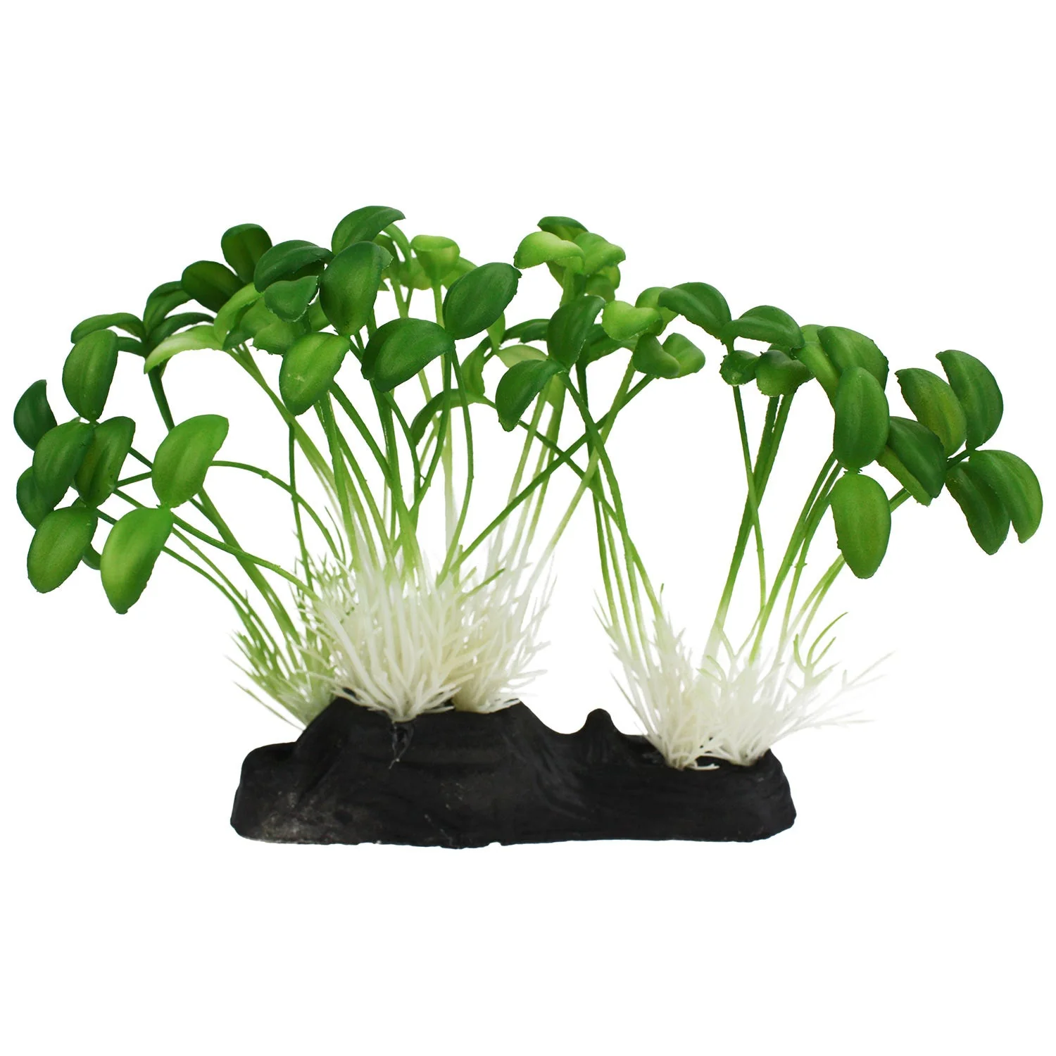 Komodo Sprouts - Image 1