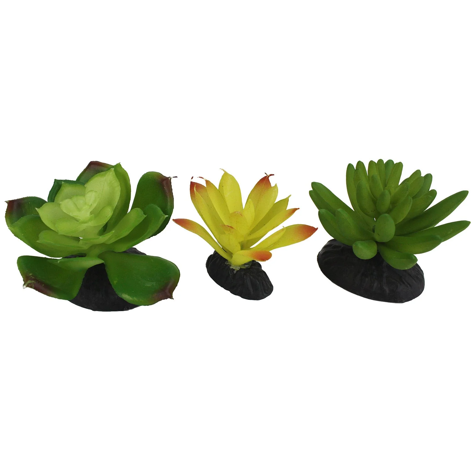 Komodo Succulent, 3 pk - Image 1