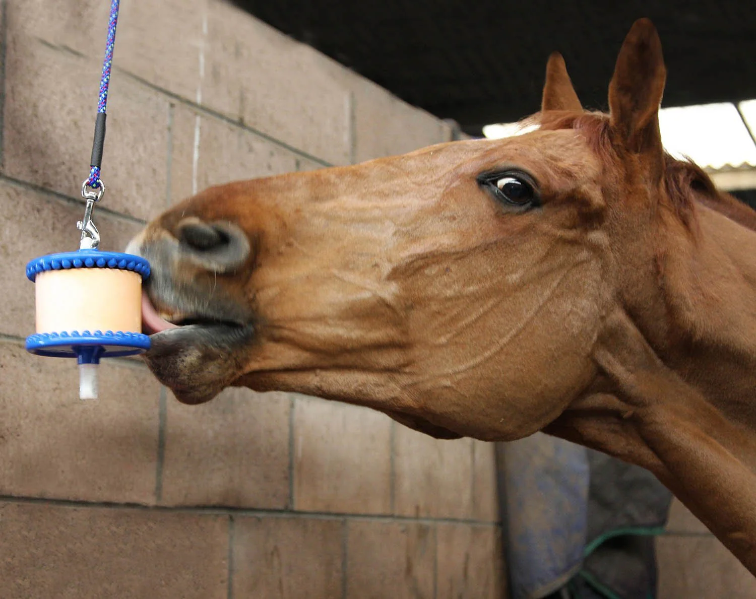 Likit Hanging Horse Lick Treat Holder - Image 2