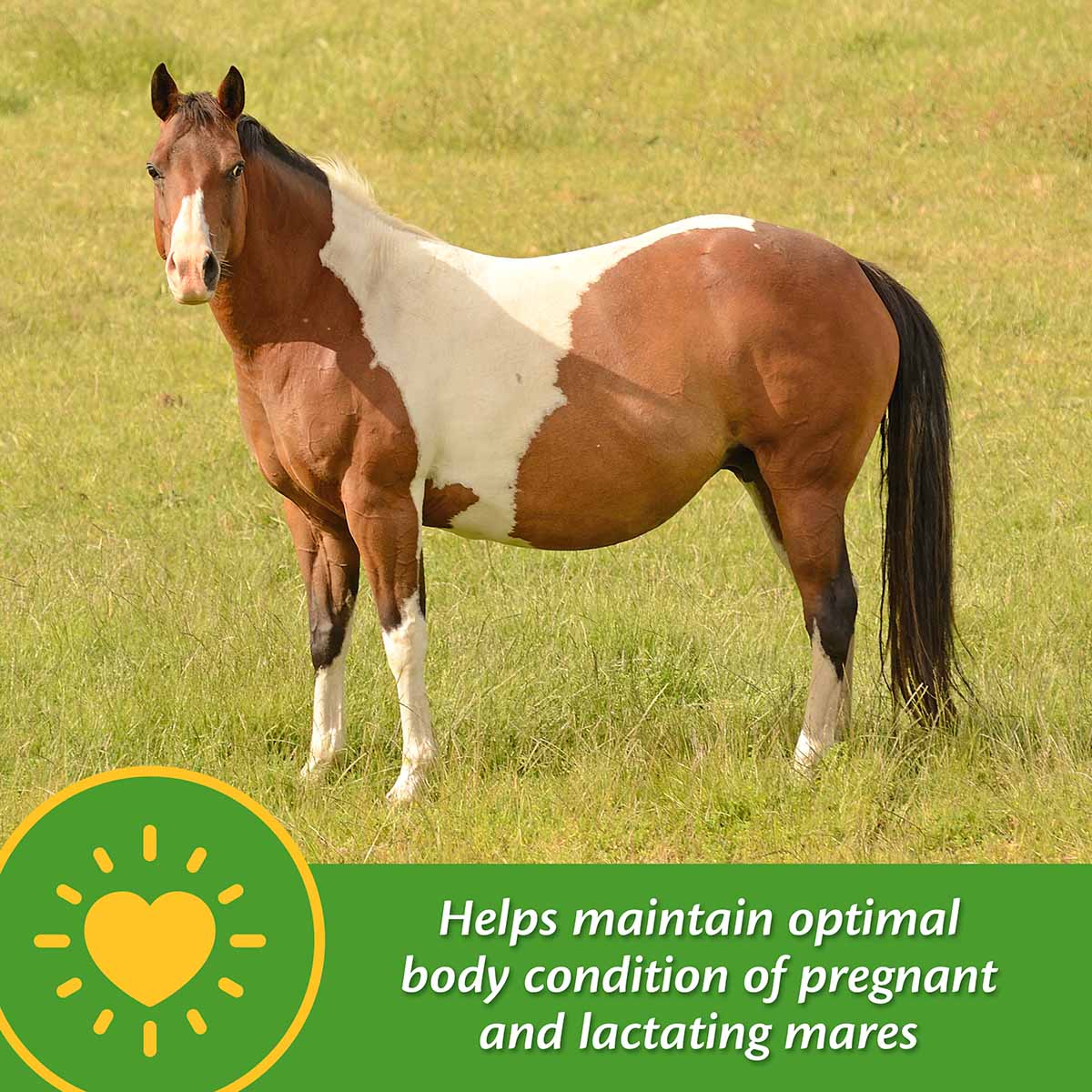 Mare Plus Gestation and Lactation Supplement - Image 3