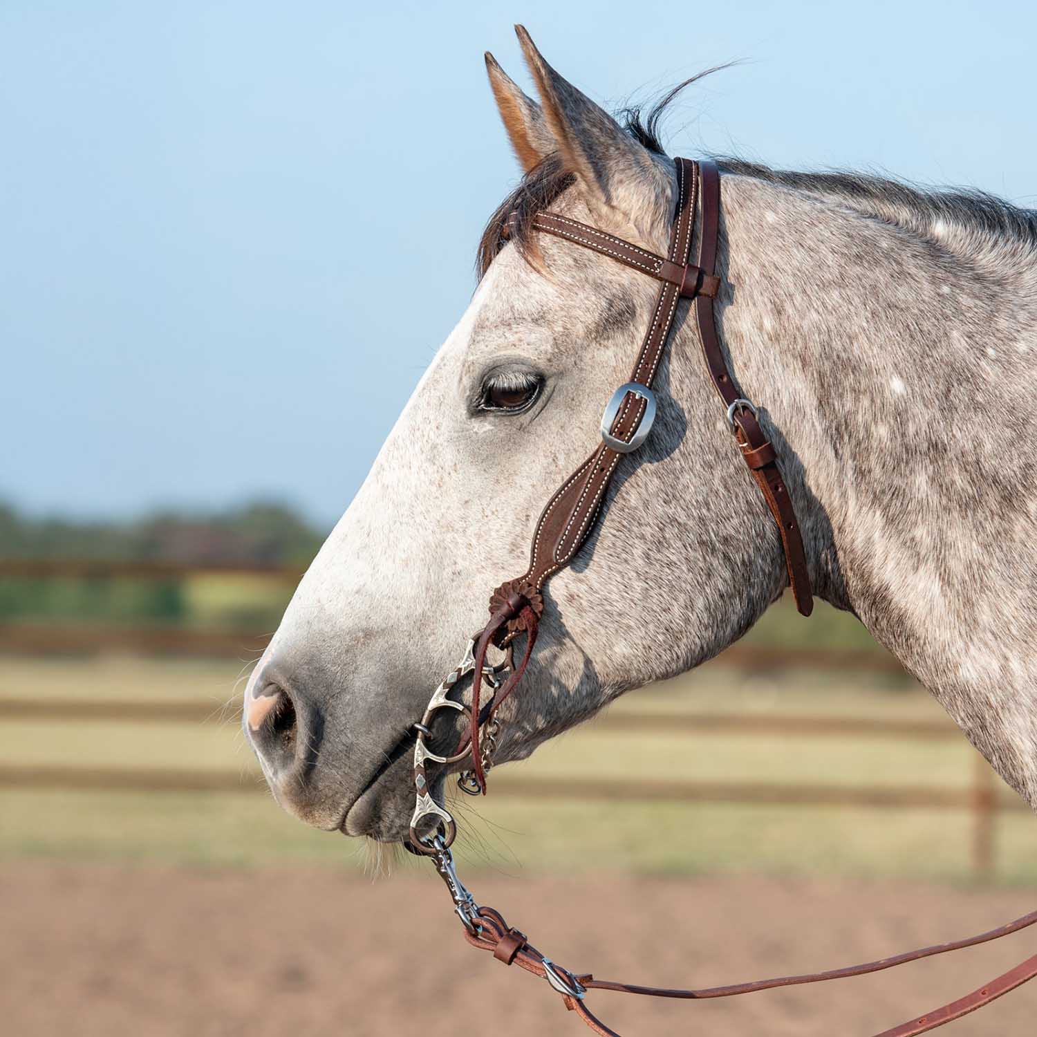 Martin Saddlery Leather Browband Headstall with Rosette Strings - Image 3