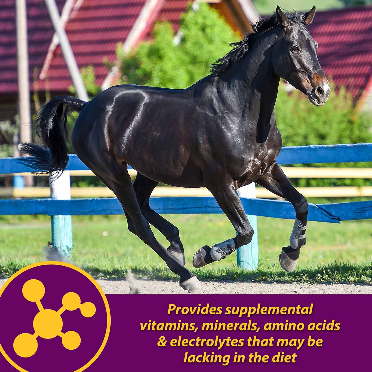 Maxum Crumbles Concentrated Feed Supplement for Horses - Image 3