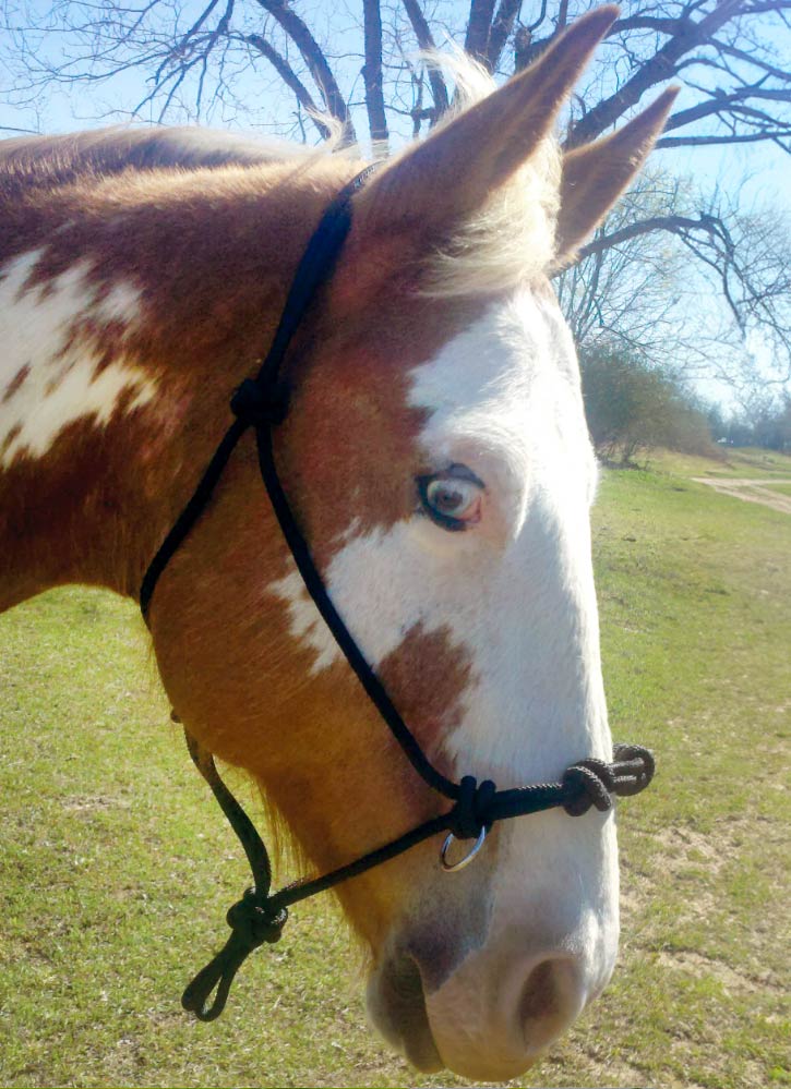 Mustang 4-knot Side Pull Rope Halter - Image 1