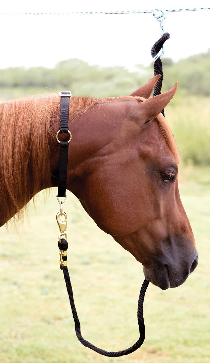 Mustang Horse Neck Collar, 1" - Image 1