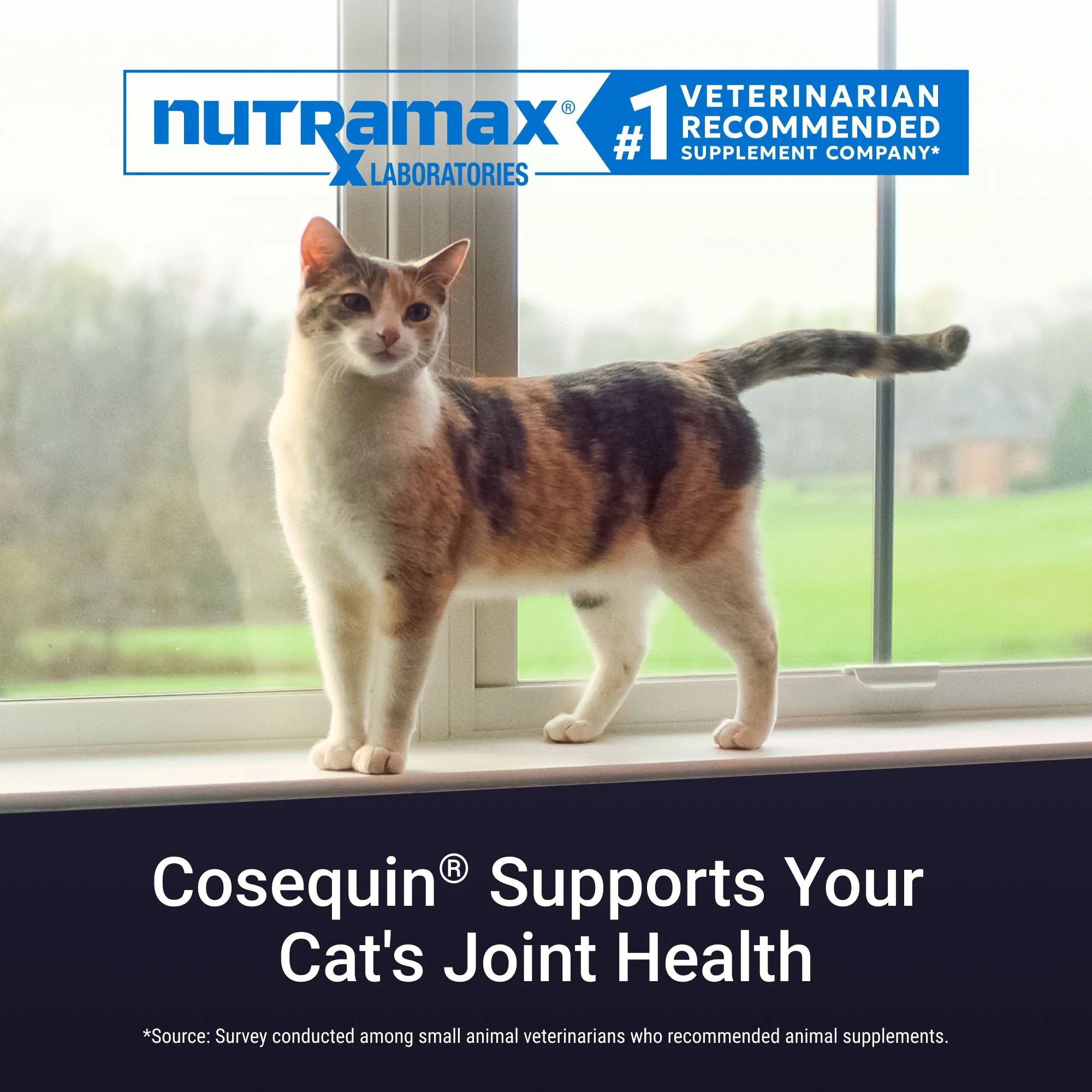 Nutramax Cosequin Joint Health with With Glucosamine and Chondroitin Supplement for Cats - Image 3