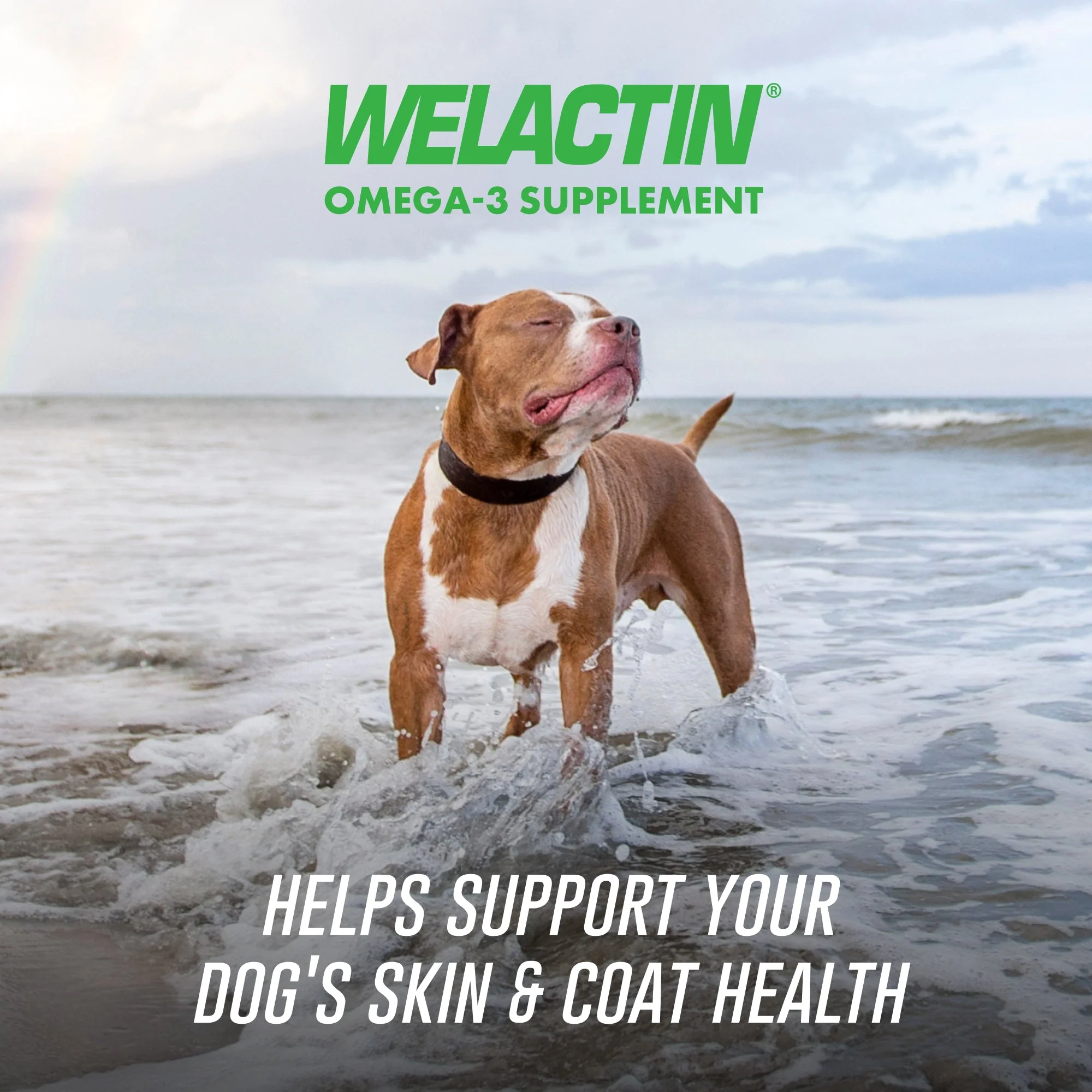 Nutramax Welactin Daily Omega-3 Supplement For Dogs, 60 Soft Chews - Image 2