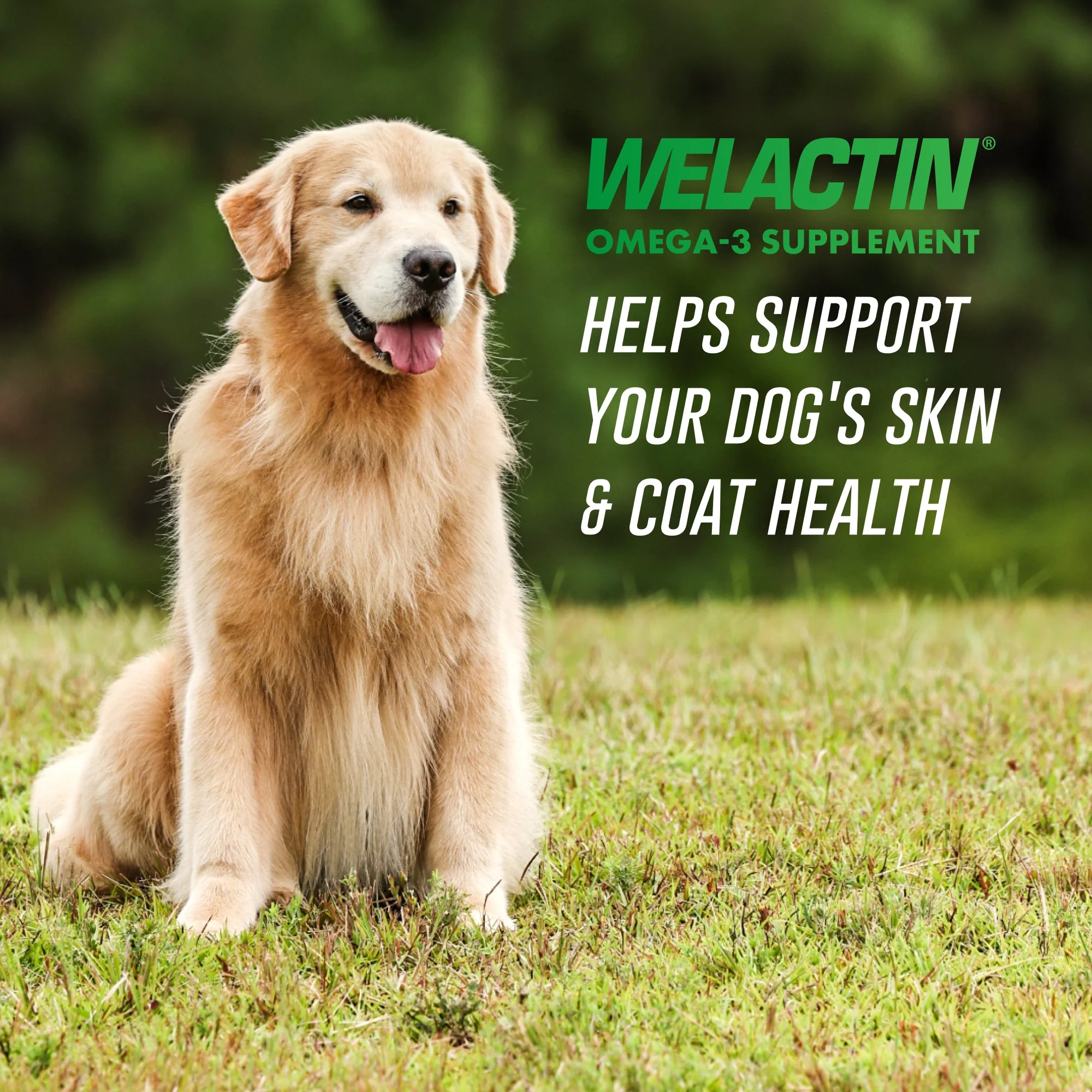 Nutramax Welactin Natural Omega-3 Liquid Skin & Coat Supplement for Dogs - Image 2