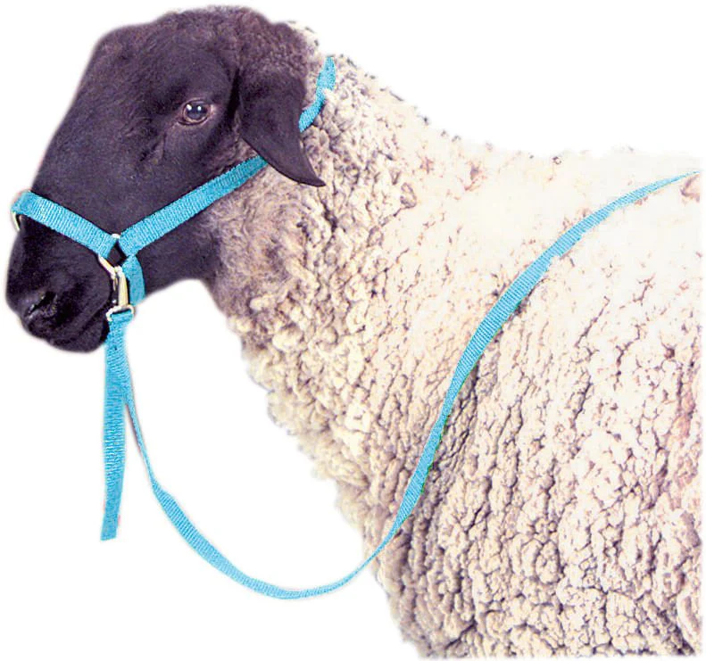 Jeffers Nylon Sheep Halter & Lead Set, 3/4″ x 6′ Lead