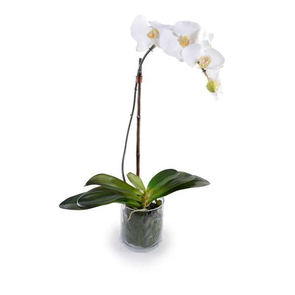 Orchid - Image 1