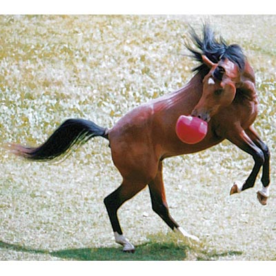Horseman's Pride Scented Jolly Ball 10" Horse Toy – Durable, Chew-Resistant Equine Enrichment Ball for Outdoor Fun - Image 3