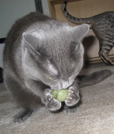 Pawbreakers Bonkas Catnip Candy Ball Cat Toy - Image 2