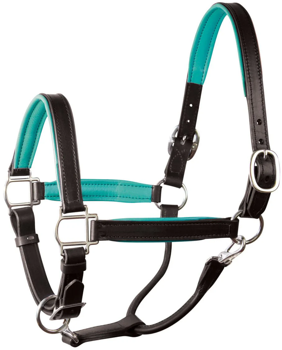 Perri's Soft Padded Leather Halter, Black/Turquoise - Image 1
