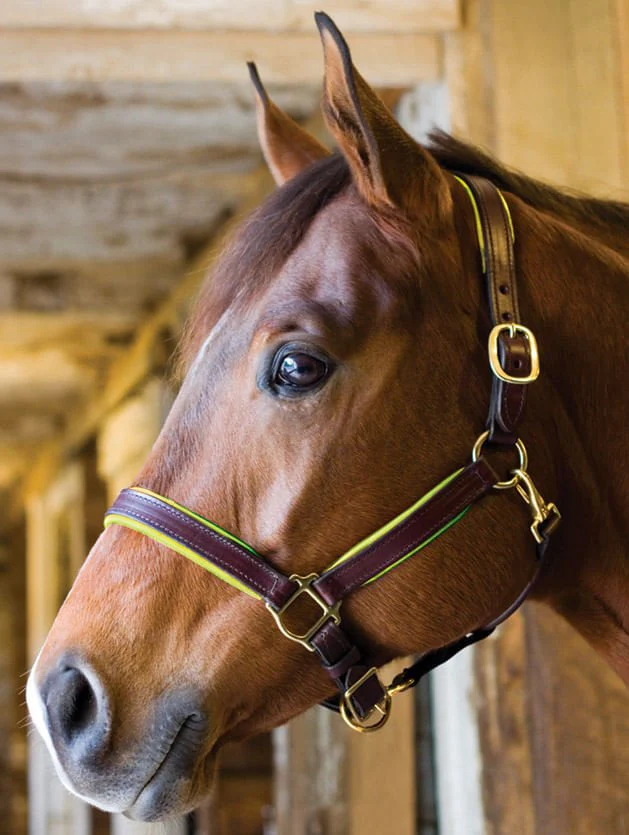 Perri's Soft Padded Leather Halter, Black/Turquoise - Image 2