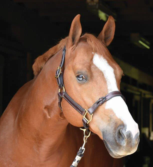Perri's Twisted Leather Halter - Image 2
