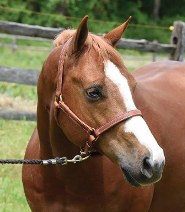Perri's Value Leather Horse Halter, Chestnut - Image 1