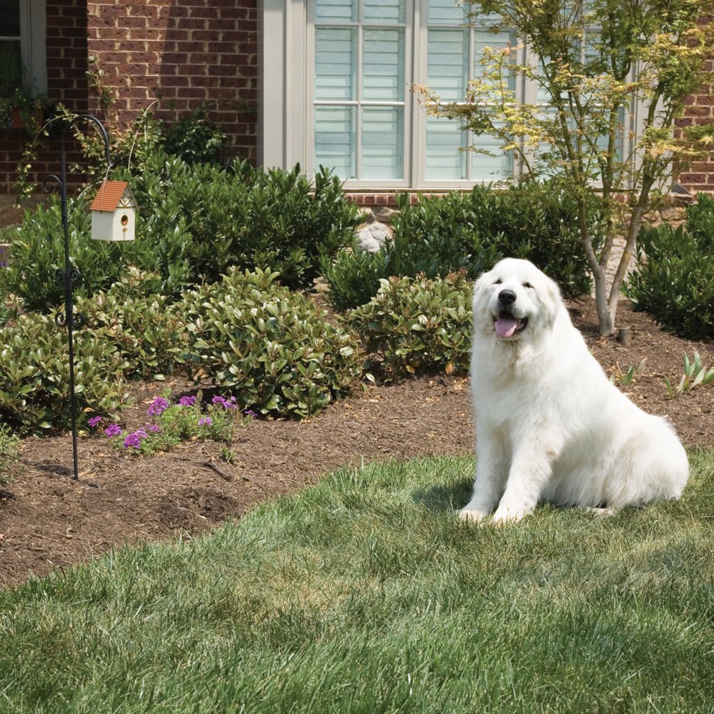 PetSafe Outdoor Dog Barking Control - Image 1