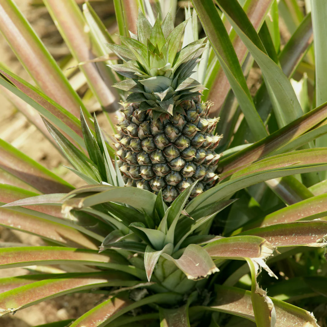 Pineapple Tree - Image 3