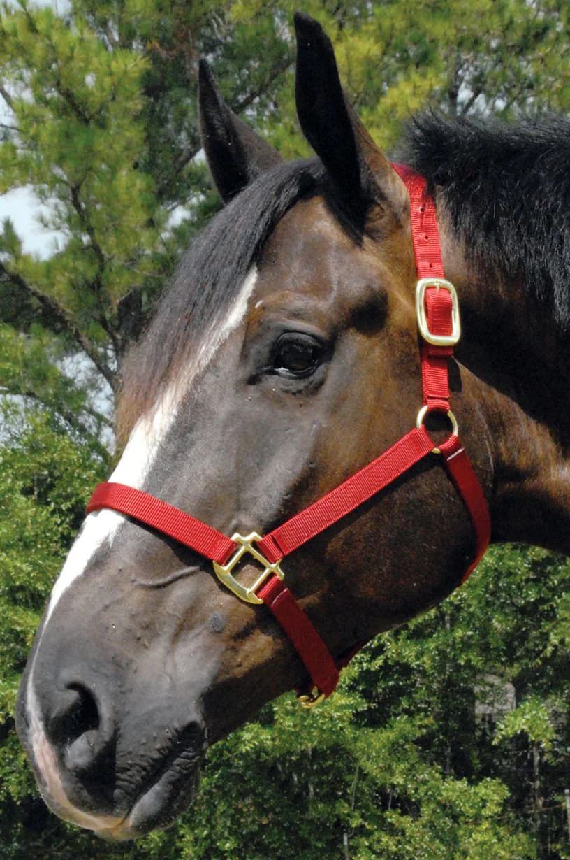 Jeffers Premium Nylon Weanling & Yearling Horse Halters, 3-Ply, 1″