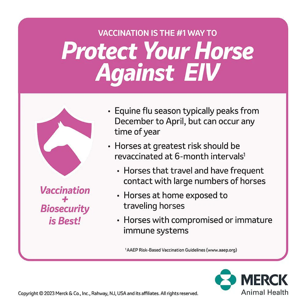 Prestige 4 EWT + Flu Horse Vaccine - Image 3