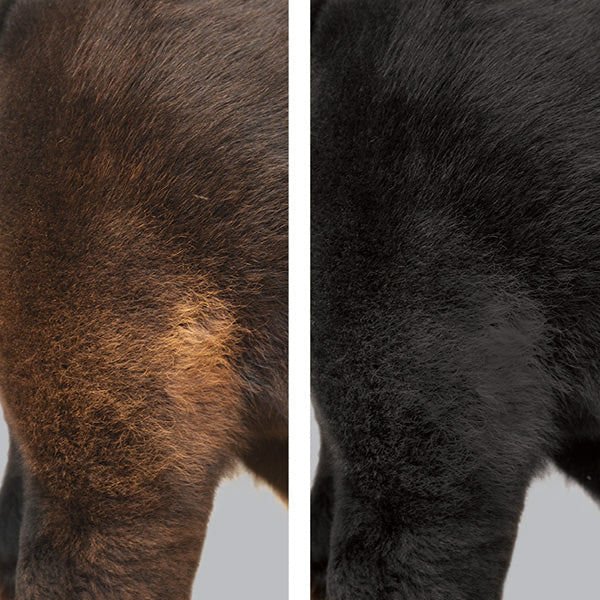 ProDye Livestock Hair Dye, Black - Image 3
