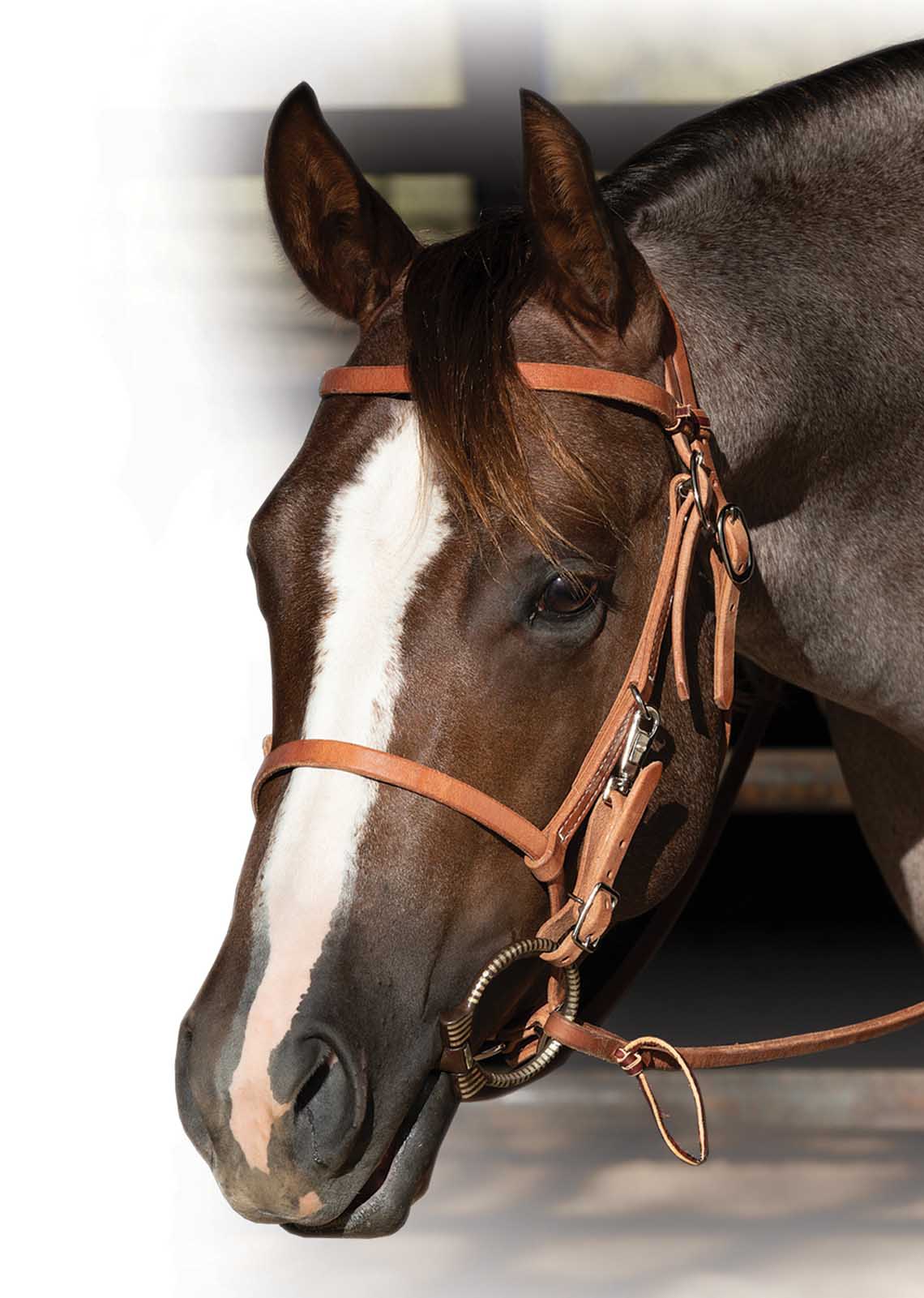 Professional's Choice Trail Bridle - Image 1