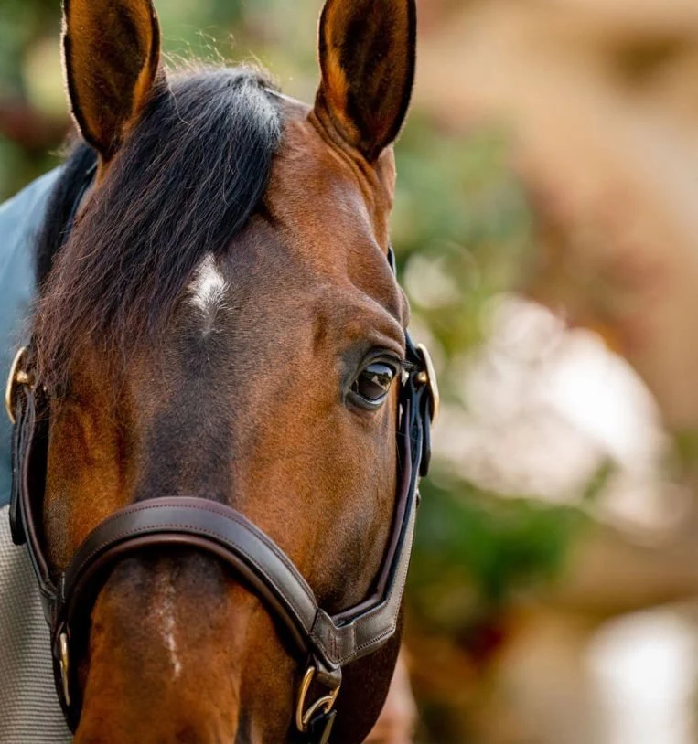 Rambo Micklem Leather Pony & Horse Halter – Anatomical Comfort Fit, Adjustable & Safe - Image 3