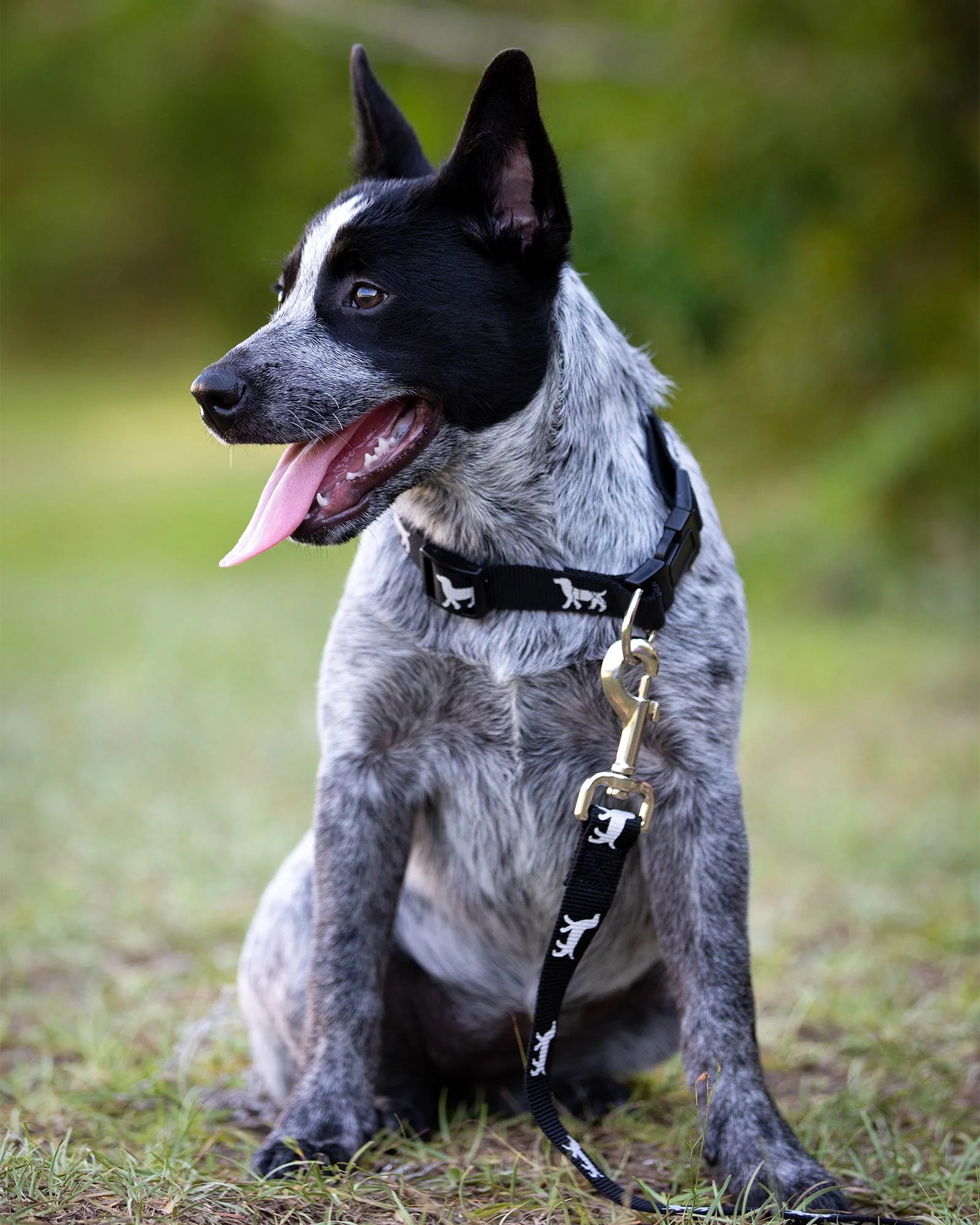 Jeffers Reflective Hound Series Nylon Dog Leash - Image 2