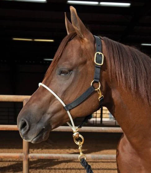 Rope Nose Nylon Halter - Image 1