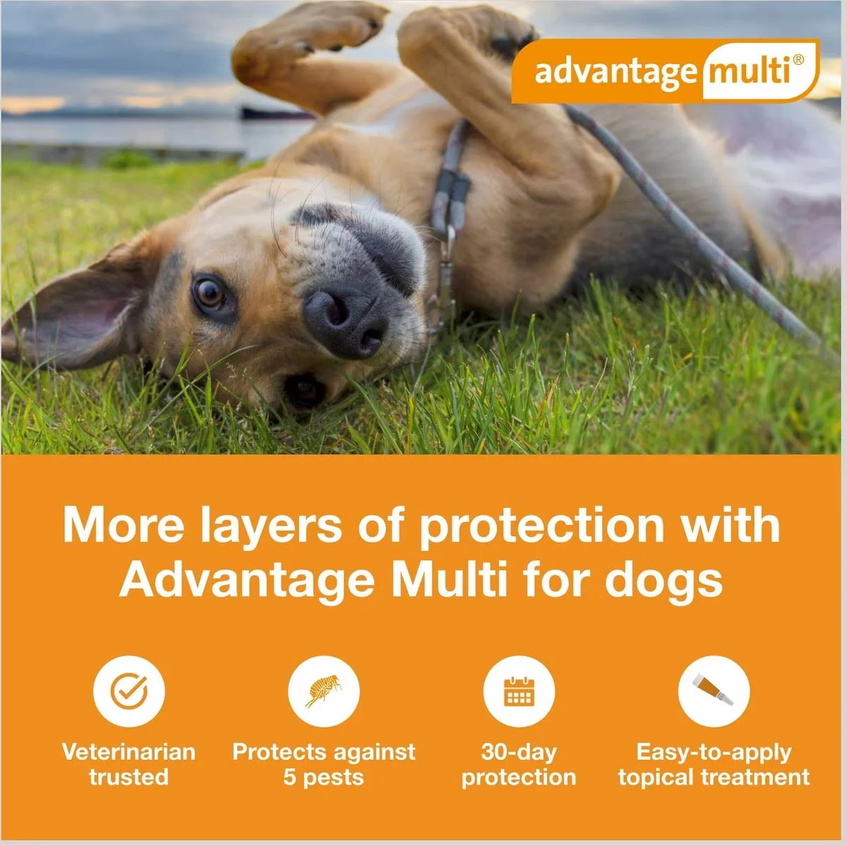Rx Advantage Multi for Dogs (imidacloprid + moxidectin) Topical Solution - Image 2