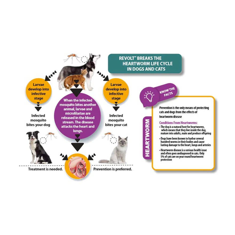 Rx Revolt (Selamectin) for Dogs - Image 3