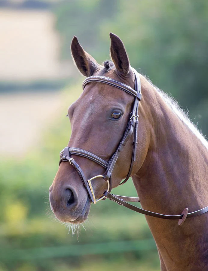 Shires Avignon Portland Bridle, Havana - Image 1