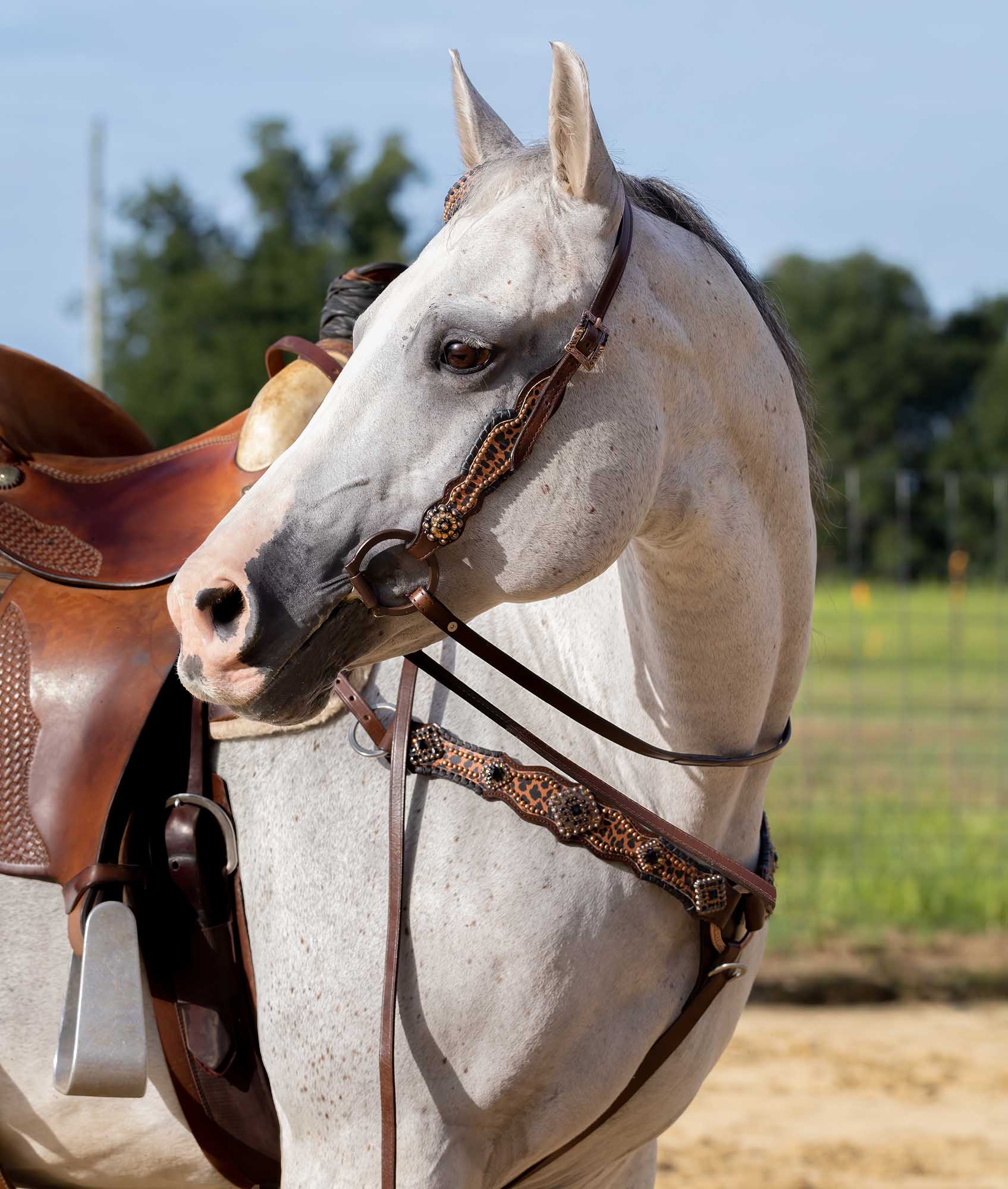 Showman Rhinestone Concho & Cheetah Tack Set - Image 3